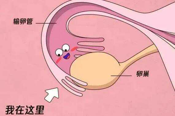 52岁三代试管_54岁三代试管,北京高龄女性供卵试管成功率是多少？